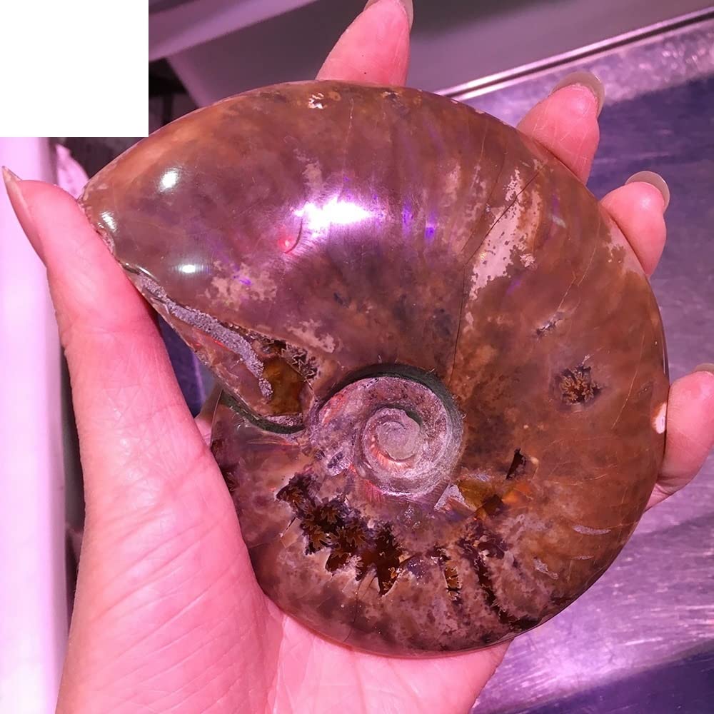 アンモナイト 2個 化石 標本 巻き貝 (R2294wY)